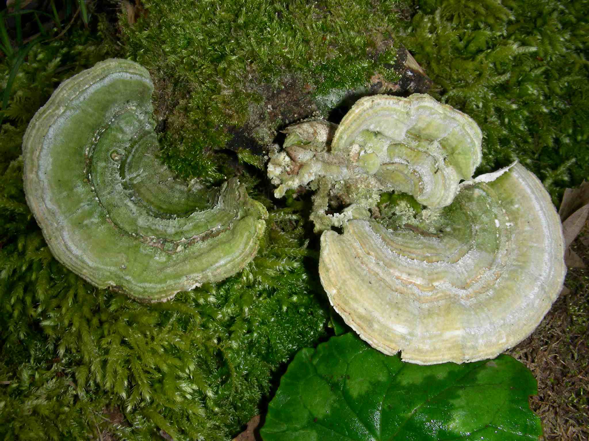 1629 Aprile vecchio ritrovamento